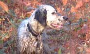 setter anglais